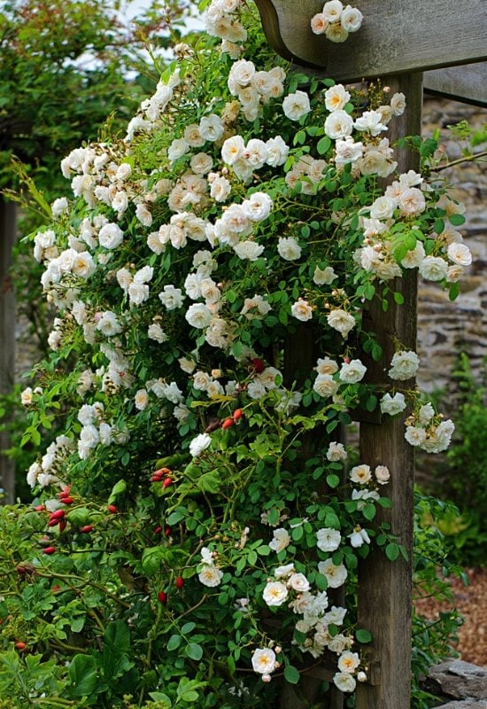 15 White Flowering Vines That Add Freshness from Spring to Winter