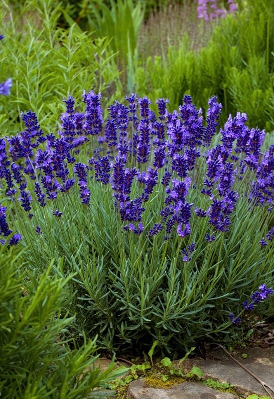 ‘Royal Velvet’ English Lavender (Lavandula angustifolia ‘Royal Velvet’)
