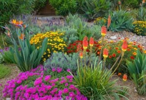 18 Drought-Tolerant Plants Perfect for Dry Spots in Your Garden