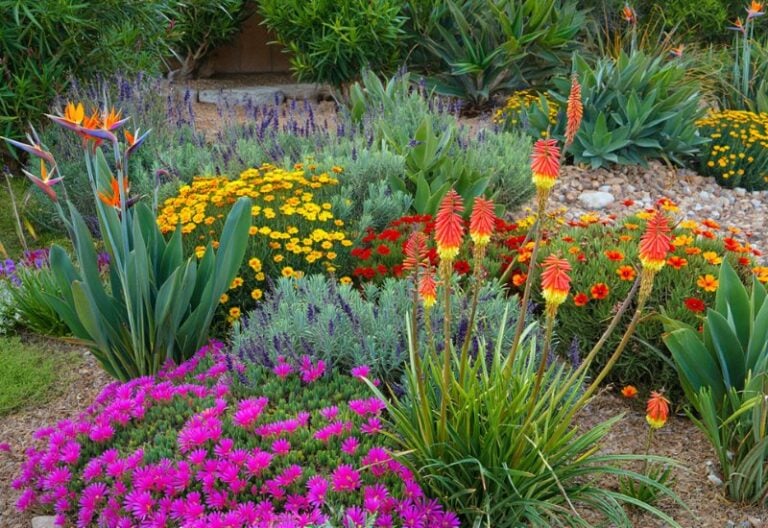 18 Drought-Tolerant Plants Perfect for Dry Spots in Your Garden