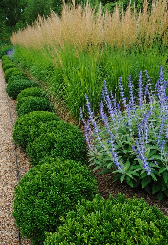 12 Great Combinations with Ornamental Grasses 7 A Sunny Formal Border or Gassy Hedge