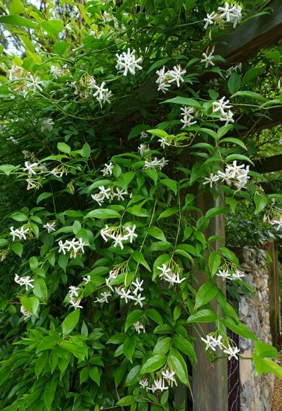 Asiatic Jasmine (Trachelospermum asiaticum)