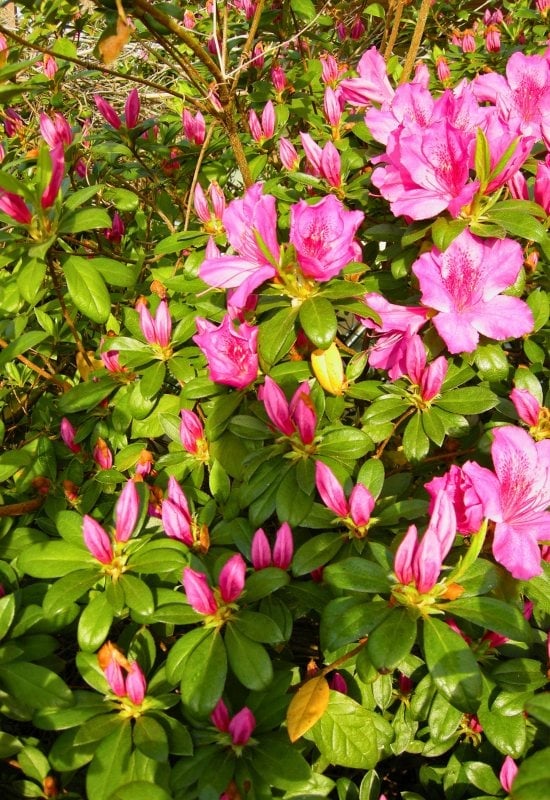 18 Best Companion Plants to Grow with Lavender and Plants to Avoid Pairing with Lavender 24 Azaleas and Rhododendrons (Rhododendron spp.)