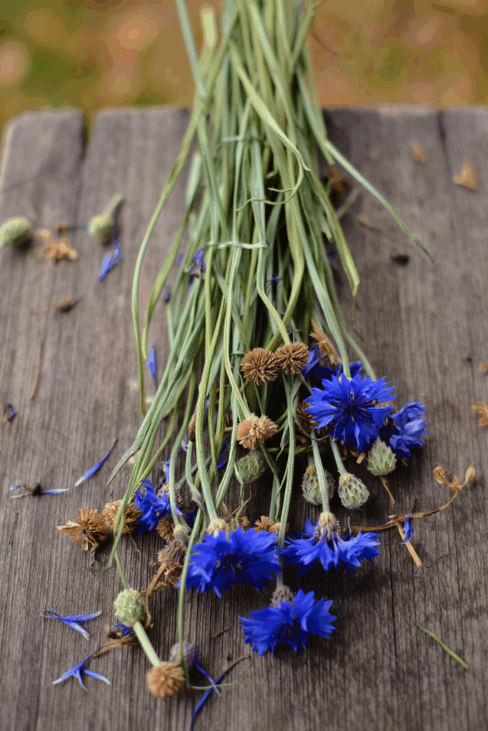 15 Flowers You Can Still Collect Seeds From in September—Save Them Now for Free Blooms Next Year 16