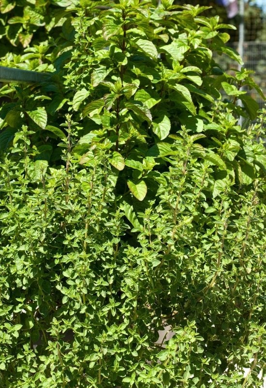 18 Best Companion Plants to Grow with Lavender and Plants to Avoid Pairing with Lavender 25 Basil (Ocimum basilicum)