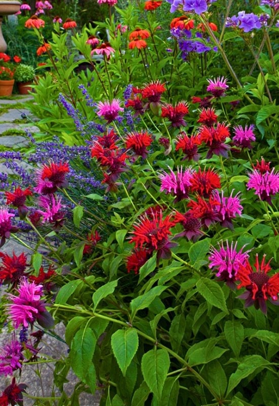 Bee Balm (Monarda didyma)