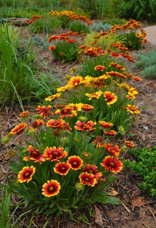 Blanket Flower (Gaillardia spp.)
