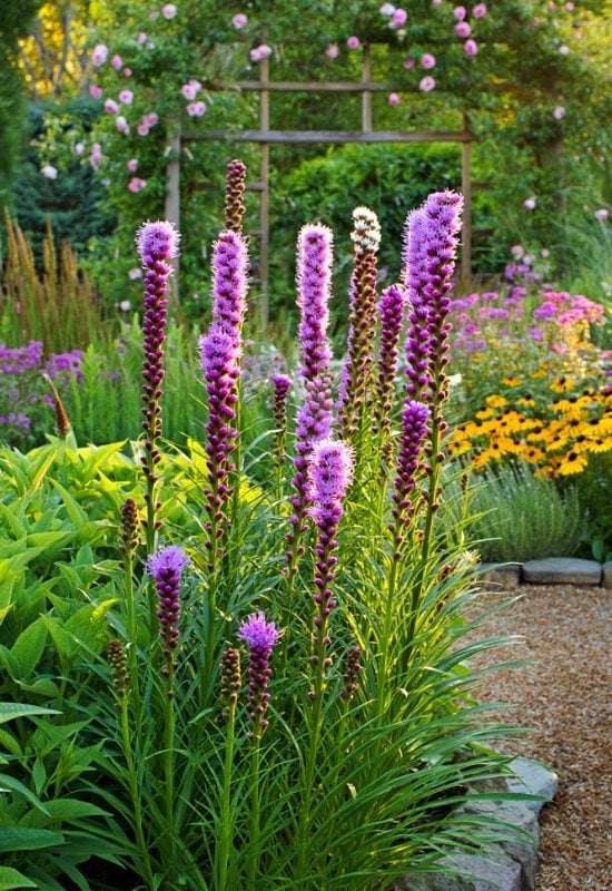 Blazing Star (Liatris spicata)