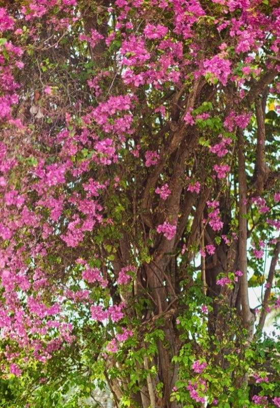 Bougainvillea (Bougainvillea spp.)