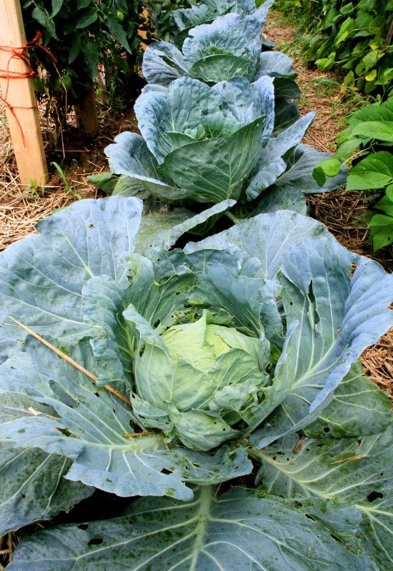 18 Best Companion Plants to Grow with Lavender and Plants to Avoid Pairing with Lavender 23 Cabbage and Other Brassicas (Brassicaceae)