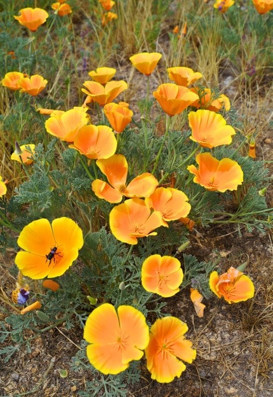 California Poppy (Eschscholzia californica)