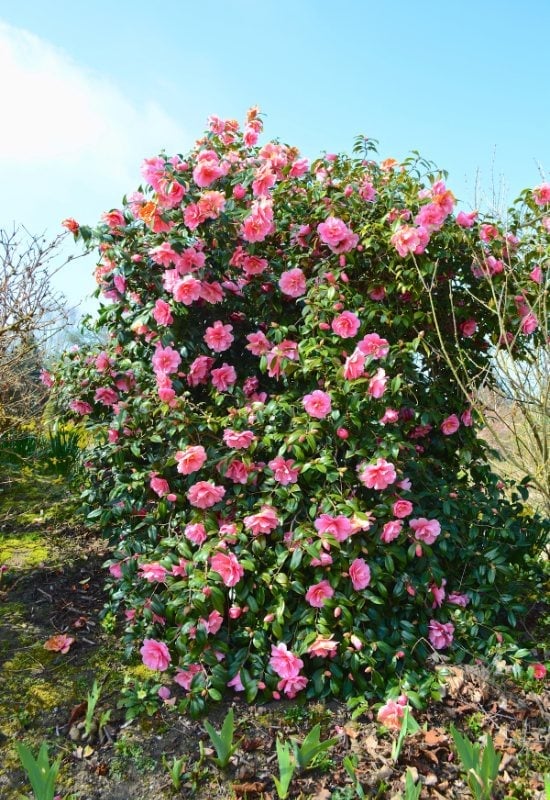 18 Best Companion Plants to Grow with Lavender and Plants to Avoid Pairing with Lavender 21 Camellia (Camellia spp.)