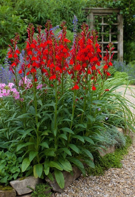 Cardinal Flower (Lobelia cardinalis)