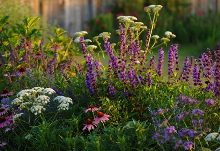 Companion Plants to Grow with Lavender