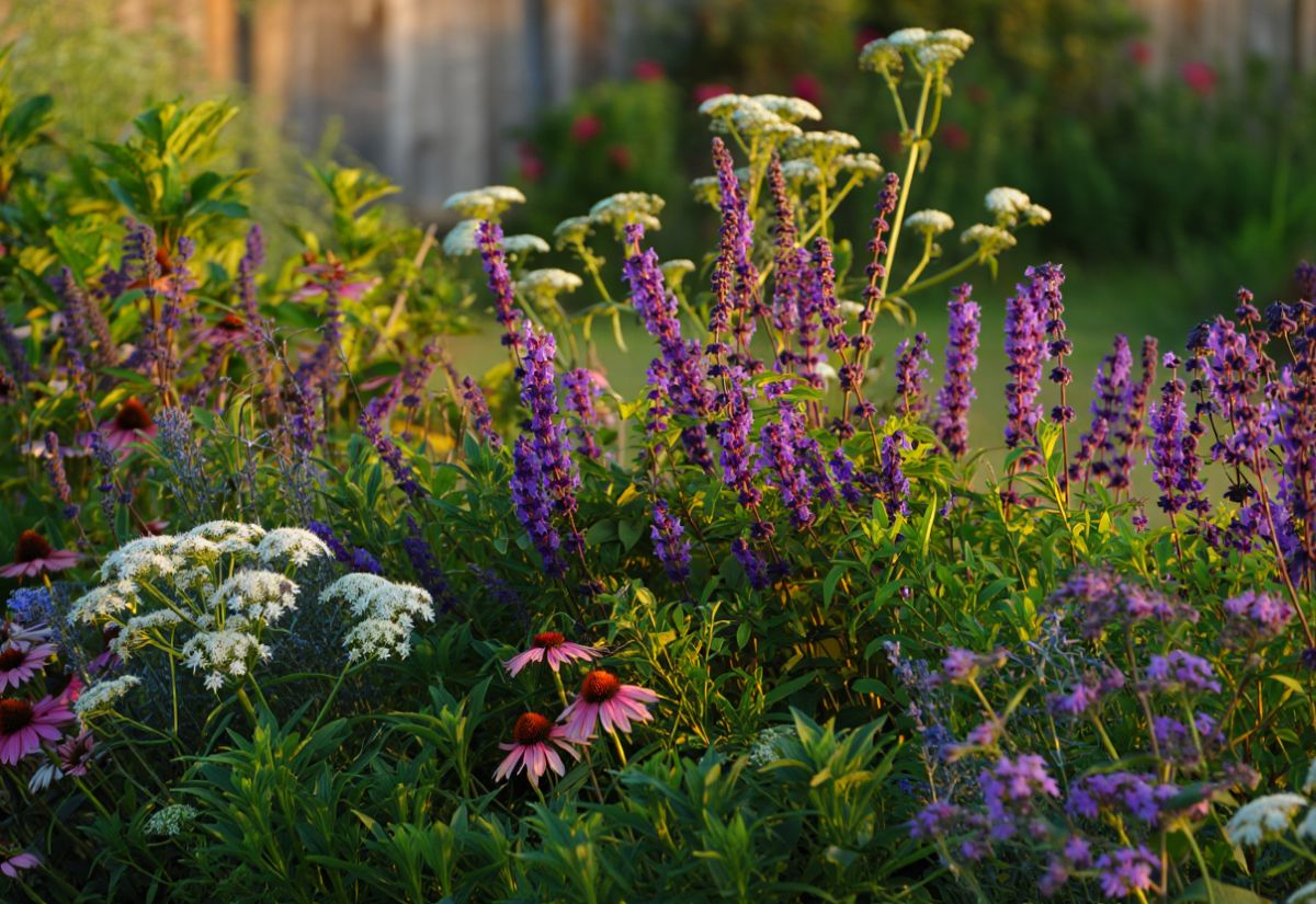 18 Best Companion Plants to Grow with Lavender and Plants to Avoid Pairing with Lavender 1 Companion Plants to Grow with Lavender