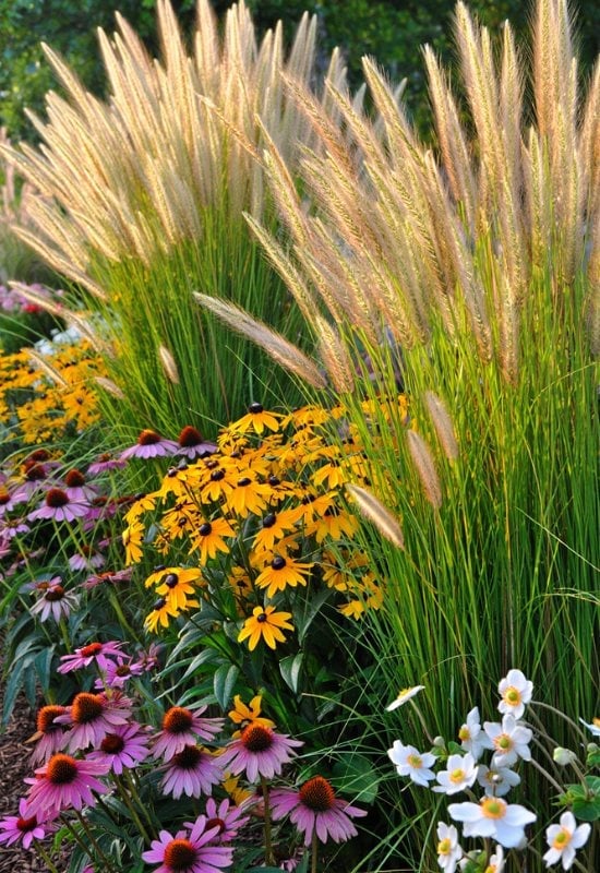12 Great Combinations with Ornamental Grasses 13 Coneflower, Japanese Anemone and Feather Reed Grass for Sun and Shade
