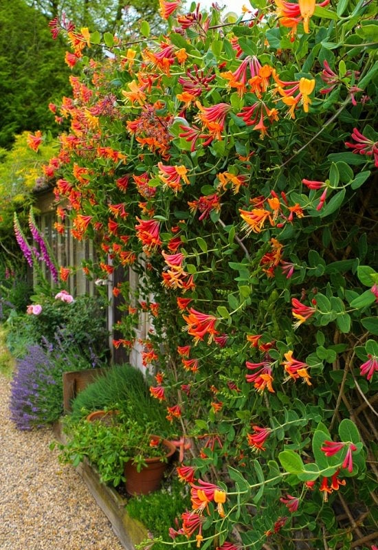 Coral Honeysuckle (Lonicera sempervirens)