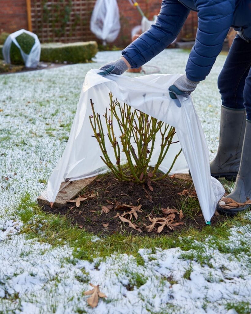 What to Do With Roses in Fall: 12 Things to Do Now for Bigger, Better Blooms Next Year 8