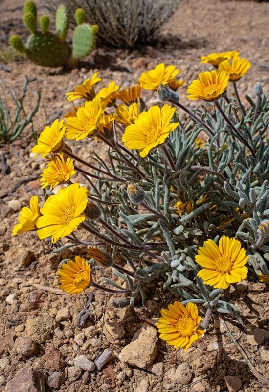 Ultra-realistic depiction of desert marigold (Baileya multiradiata) thriving in a sun-drenched, arid garden. The plant has a bushy, loose mound shape with small, hairy, grayish-silver leaves that give a soft, velvety texture, spaced sparsely along thin stems. At the tips of each stem bloom vivid, daisy-like flowers in a deep golden yellow, each about 2 inches across, their petals catching the sunlight like tiny suns.

The plant is surrounded by sandy, rocky desert soil in warm beige and reddish tones, with scattered small stones and pebbles. A few other drought-tolerant companions, such as prickly pear cactus pads and Russian sage, appear blurred in the distance.

The lighting is bright midday desert sun, casting crisp shadows and making the yellow blooms glow intensely against the muted silver-green foliage. Fine details capture the soft leaf hairs, delicate petal textures, and the dry, rugged environment, making the entire scene feel authentically natural and lifelike.