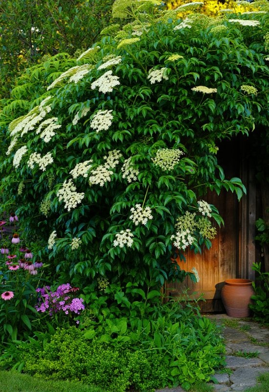 Elderberry (Sambucus nigra)