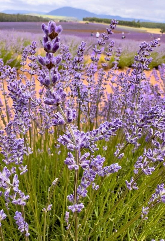 English Lavender (Lavandula angustifolia)