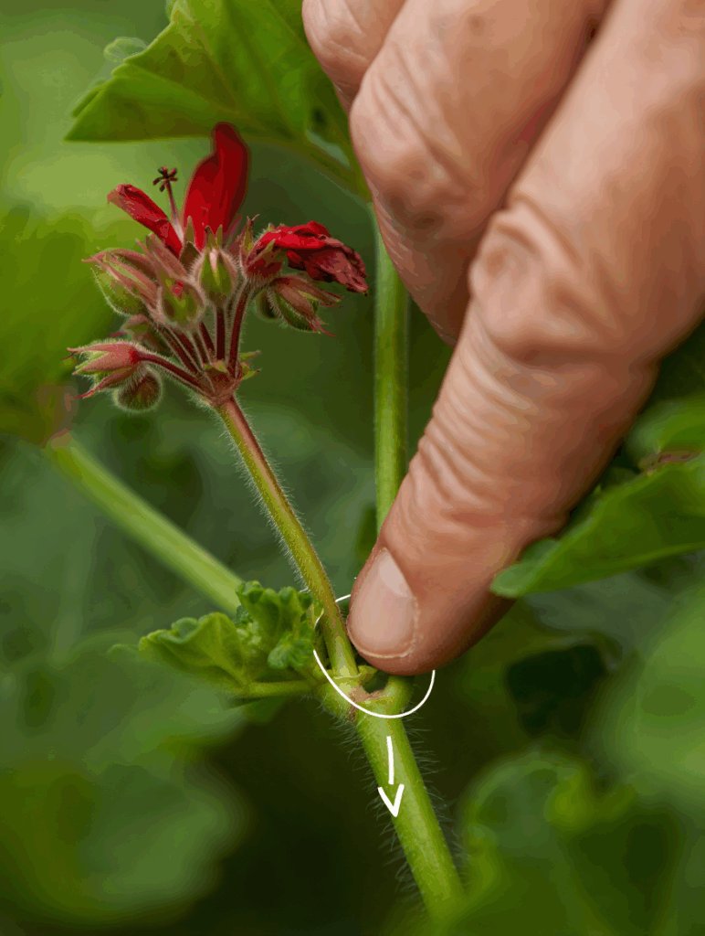 Geraniums Done for the Season? Not If You Deadhead the Right Way 4