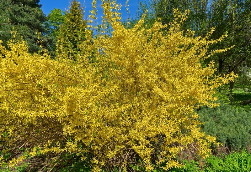 Forsythia Has Bloomed