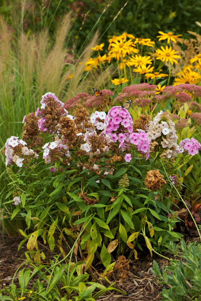 10 Perennials That Will Surprise You With a Second Bloom If You Cut Them Back in Summer 8