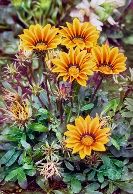 Gazania (Gazania rigens)