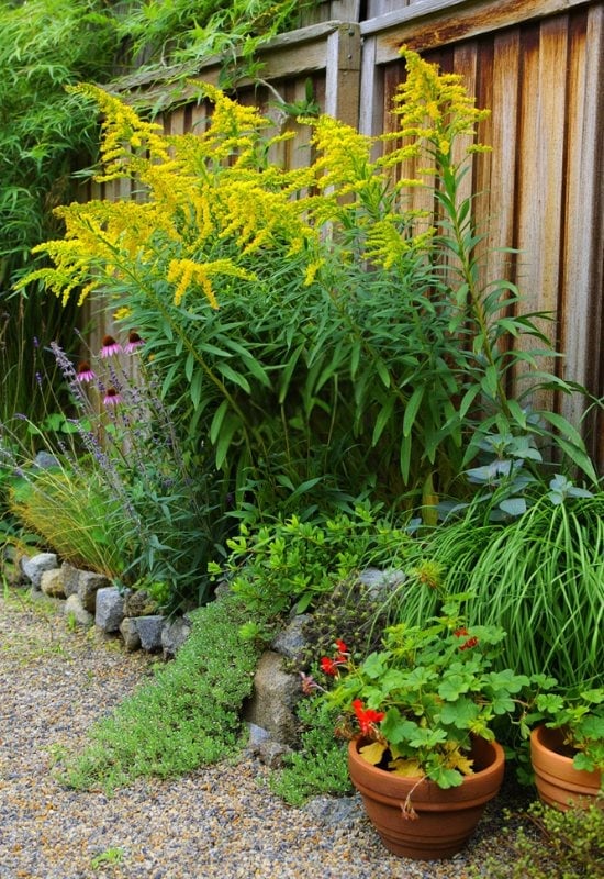 Goldenrod (Solidago spp.)
