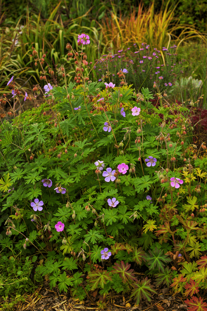 10 Perennials That Will Surprise You With a Second Bloom If You Cut Them Back in Summer 5