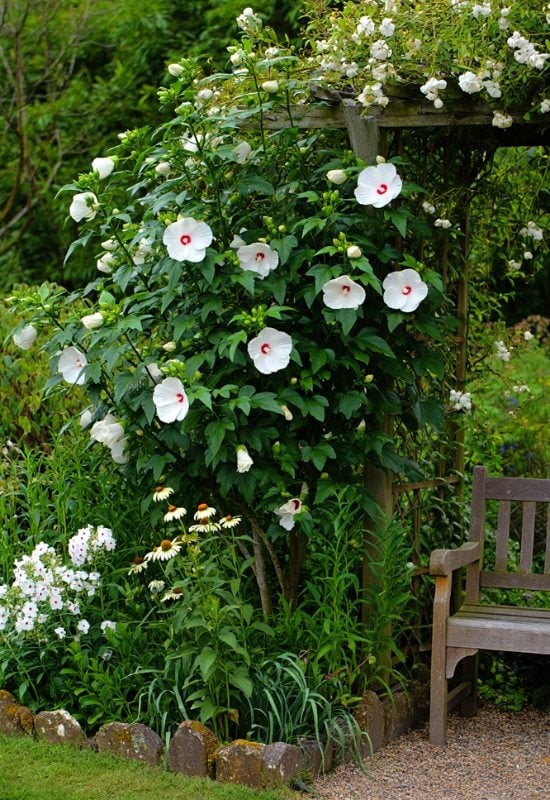 Hardy Hibiscus (Hibiscus moscheutos)