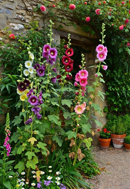 Hollyhock (Alcea rosea)