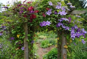 clematis-to-bloom-again-all-summer-long