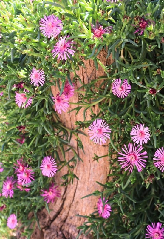 Ice Plant (Delosperma cooperi)