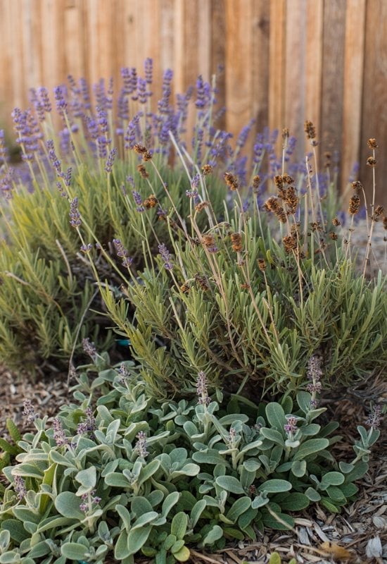 18 Best Companion Plants to Grow with Lavender and Plants to Avoid Pairing with Lavender 13 Lamb’sEar (Stachysbyzantina)