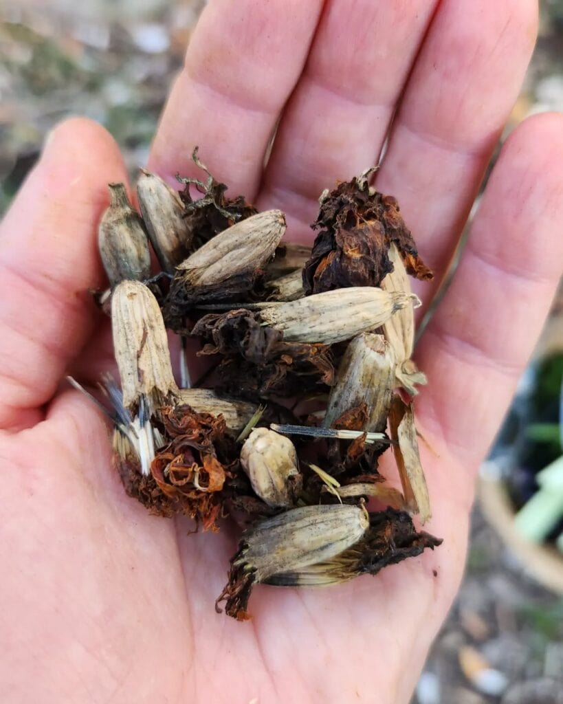 15 Flowers You Can Still Collect Seeds From in September—Save Them Now for Free Blooms Next Year 13