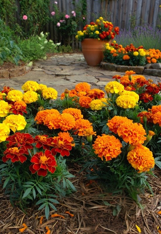Marigold (Tagetes spp.)