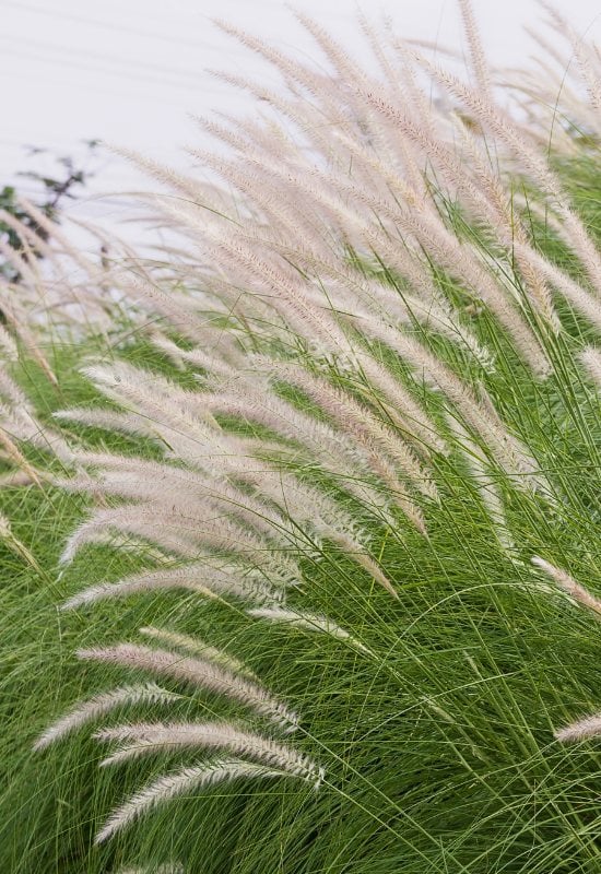 Mexican Feather Grass (Nassella tenuissima)