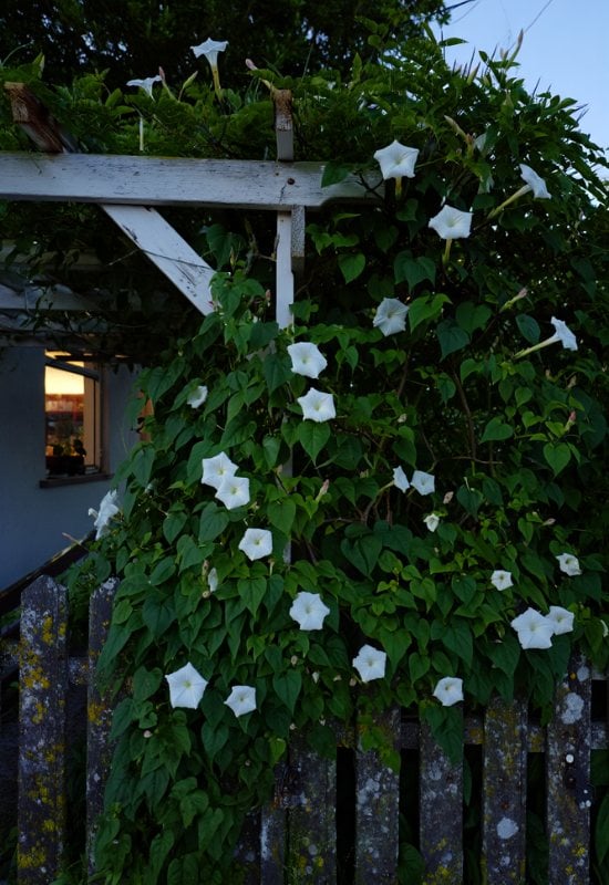 Moonflower (Ipomoea alba)