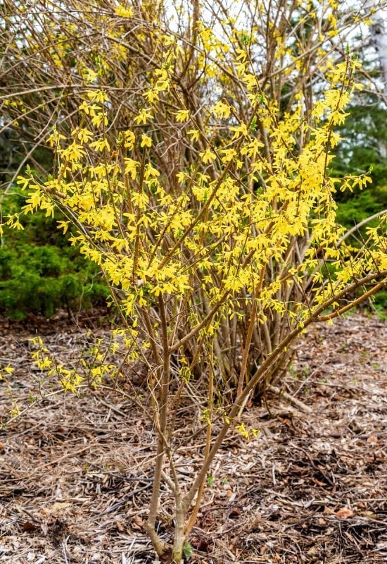 Mulch Your Forsythia Shrub