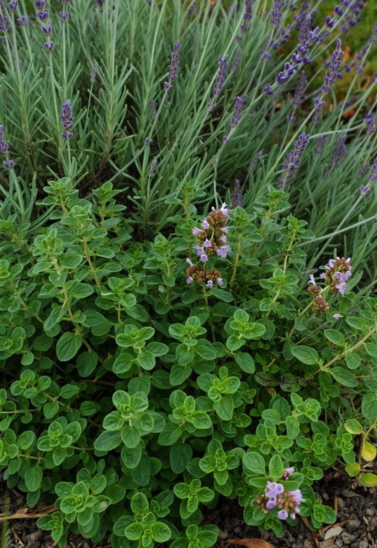 18 Best Companion Plants to Grow with Lavender and Plants to Avoid Pairing with Lavender 15 Oregano (Origanum vulgare)
