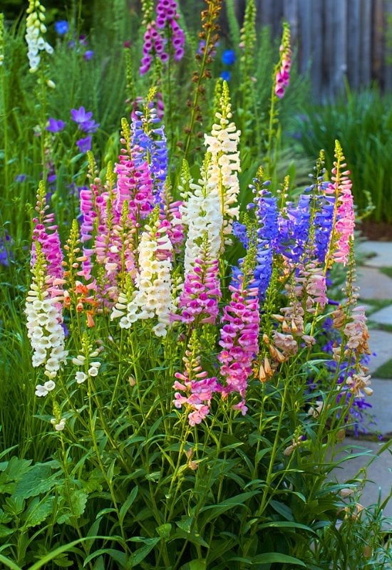 Penstemon (Penstemon spp.)