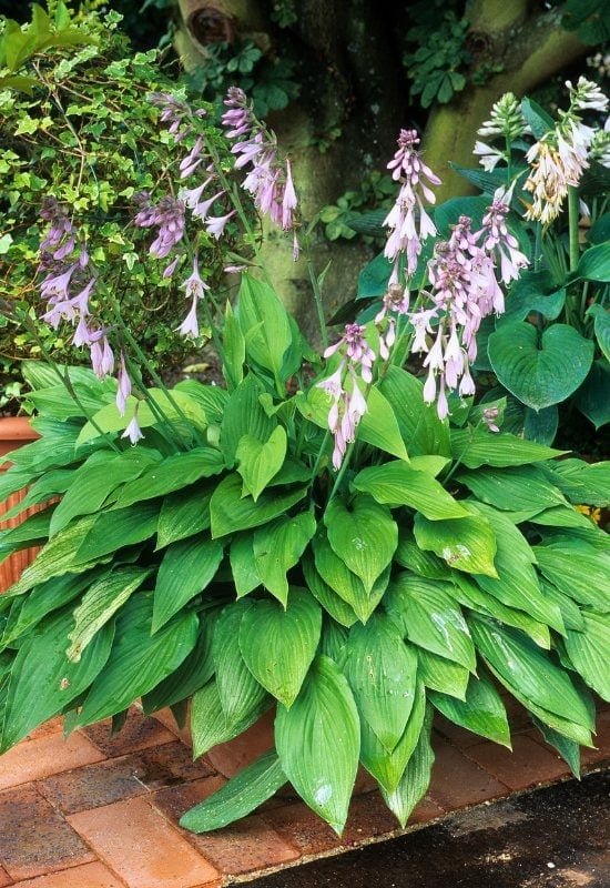 18 Best Companion Plants to Grow with Lavender and Plants to Avoid Pairing with Lavender 22 PlantainLilies (Hosta spp.)
