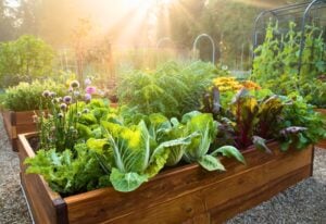 Planting Onions? Here’s What You NEED to Know About the Best (and Worst) Companion Plants!