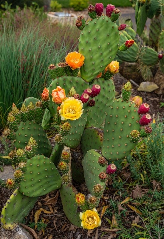Prickly Pear (Opuntia spp.)