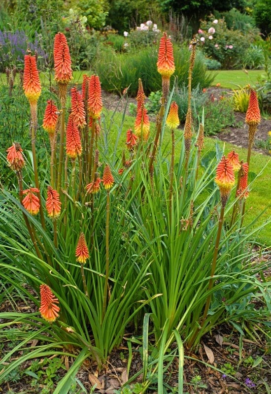 Red Hot Poker (Kniphofia uvaria)