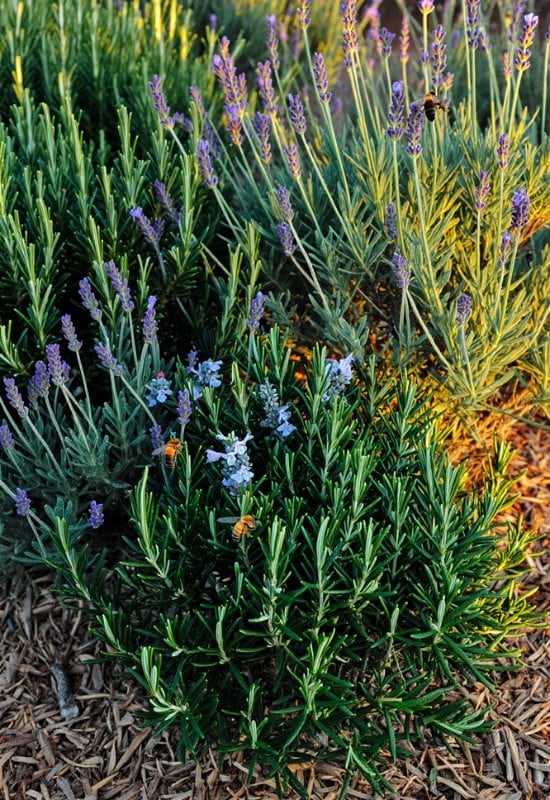 18 Best Companion Plants to Grow with Lavender and Plants to Avoid Pairing with Lavender 5 Rosemary (Rosmarinus officinalis)
