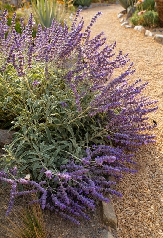Russian Sage (Perovskia atriplicifolia)