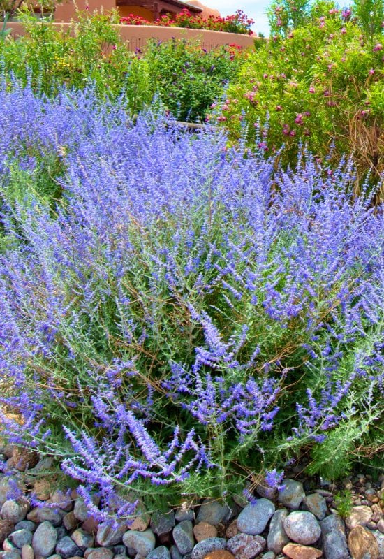 Russian Sage (Perovskia atriplicifolia)